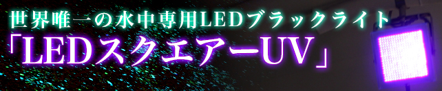 ブラックライトの画像41